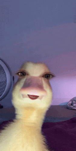 A Close Up Of A Duck With A Pink Nose GIF