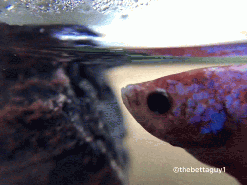 A Close Up Of A Fish In A Tank With The Watermark Of Thebettaguy1 GIF