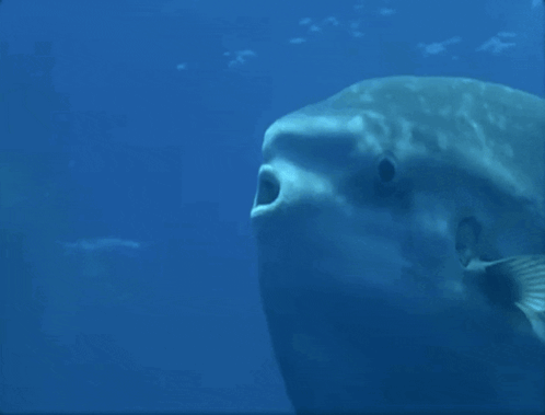 A Close Up Of A Fish In The Ocean GIF