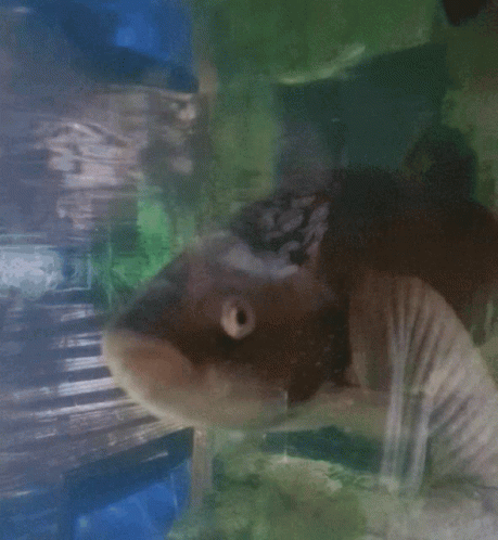 A Close Up Of A Fish Swimming In A Tank With A Green Background GIF