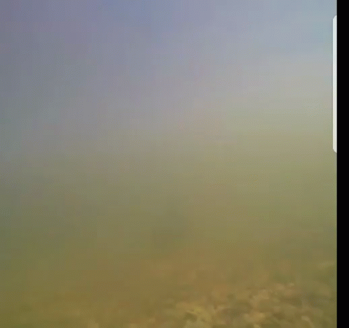 A Close Up Of A Fish Swimming In The Water GIF