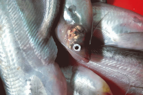 A Close Up Of A Fish With A Small Hole In Its Eye GIF