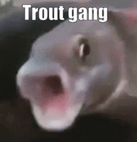A Close Up Of A Fish With Its Mouth Open And The Words `` Trout Gang '' Written On It . GIF