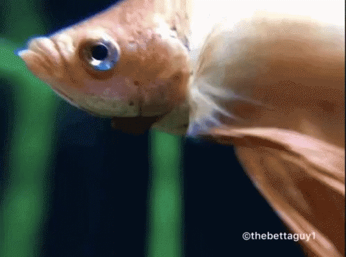A Close Up Of A Fish With The Hashtag Thebettaguy1 GIF