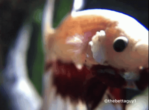A Close Up Of A Fish With The Hashtag Thebettaguy1 On The Bottom GIF