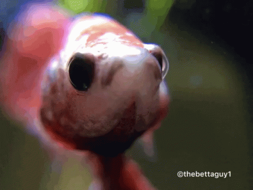 A Close Up Of A Fish With The Hashtag Thebettaguy1 On The Bottom GIF