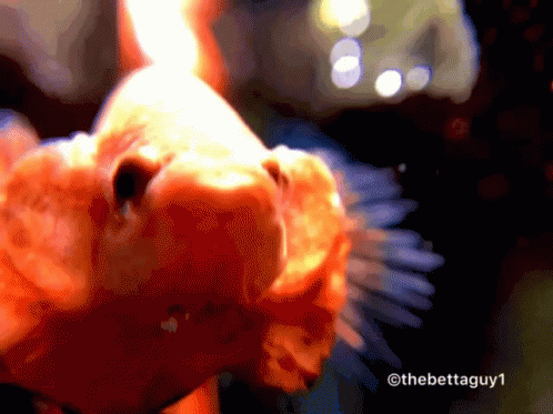 A Close Up Of A Fish With The Watermark Thebettaguy1 On The Bottom GIF