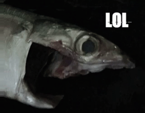 A Close Up Of A Fish With The Word Lol On The Bottom Right GIF