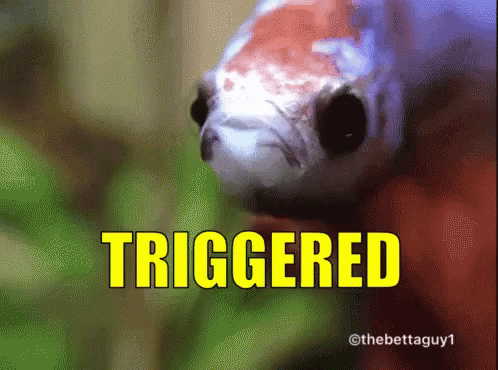 A Close Up Of A Fish With The Word Triggered In Yellow Letters GIF
