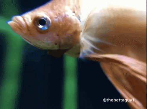 A Close Up Of A Fish With The Words Thebettaguy1 On The Bottom GIF