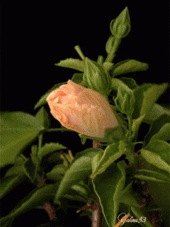 A Close Up Of A Flower Bud With A Black Background And A Watermark That Says Galina 83 GIF
