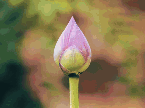 A Close Up Of A Flower Bud With A Green Stem GIF