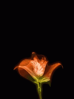 A Close Up Of A Flower With A Green Stem On A Black Background GIF