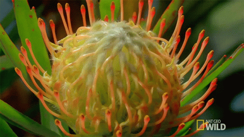 A Close Up Of A Flower With A National Geographic Wild Logo In The Corner GIF