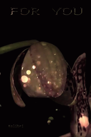 A Close Up Of A Flower With The Words For You Written Above It GIF