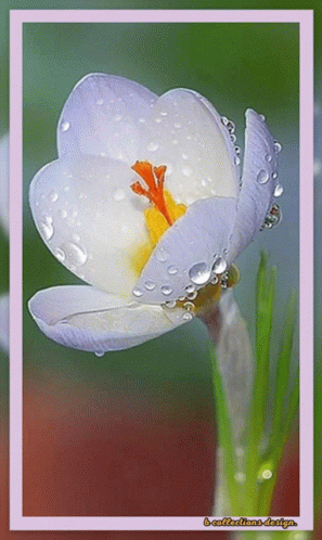 A Close Up Of A Flower With Water Drops On It And The Words B-Collections-Design On The Bottom GIF