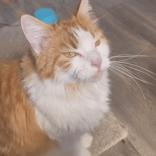 A Close Up Of A Fluffy Orange And White Cat Looking At The Camera GIF