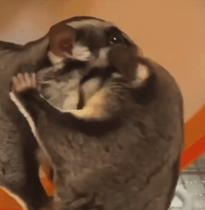 A Close Up Of A Flying Squirrel Holding A Mouse In Its Mouth . GIF