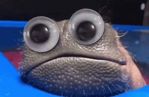 A Close Up Of A Frog 'S Face With Large Googly Eyes GIF