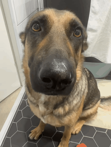 A Close Up Of A German Shepherd 'S Nose On A Tiled Floor GIF