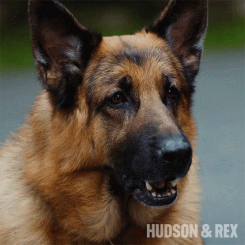 A Close Up Of A German Shepherd With The Words Hudson & Rex On The Bottom Right GIF