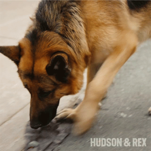A Close Up Of A German Shepherd With The Words Hudson & Rex On The Bottom Right GIF