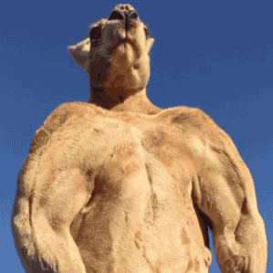 A Close Up Of A Giraffe 'S Muscles With A Blue Sky In The Background GIF