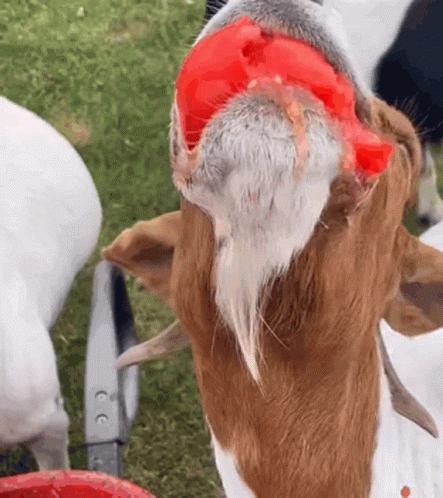A Close Up Of A Goat 'S Head With A Red Object In Its Mouth GIF