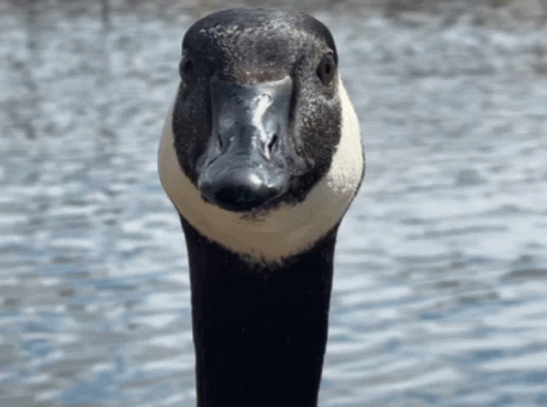 A Close Up Of A Goose 'S Head And Neck GIF