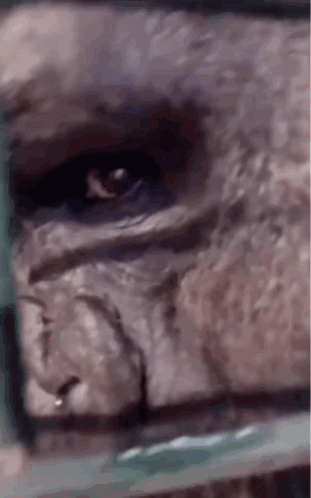 A Close Up Of A Gorilla 'S Eye With A Green Background GIF