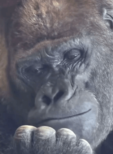 A Close Up Of A Gorilla 'S Face With A Hand On Its Face GIF
