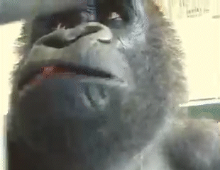 a close up of a gorilla 's face with a serious look on his face .
