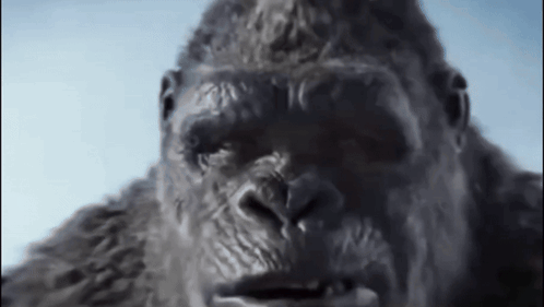a close up of a gorilla 's face with its mouth open