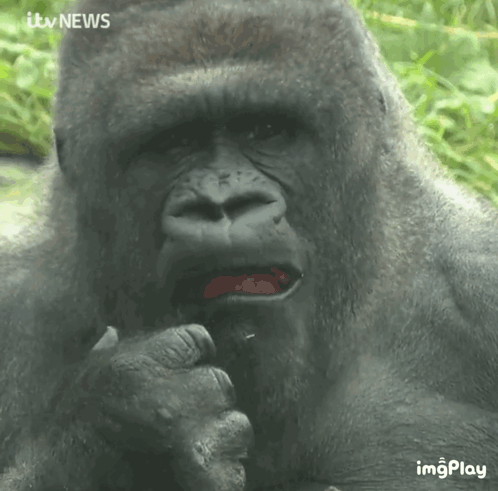 A Close Up Of A Gorilla 'S Face With Itv News Written Above It GIF
