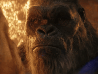 a close up of a gorilla with a beard looking at the camera