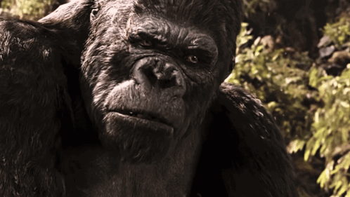 a close up of a gorilla with a serious look on its face