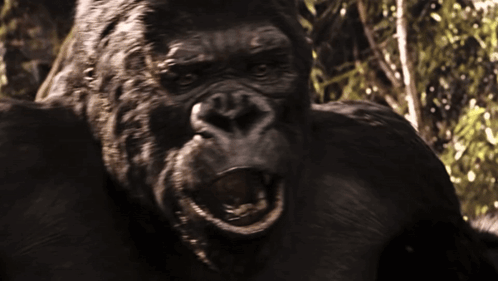 a close up of a gorilla with its mouth open and trees in the background