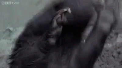 Close Up Of Gorilla With Mouth Open GIF