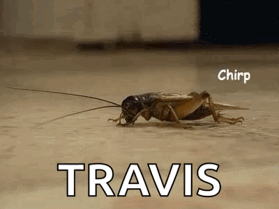 A Close Up Of A Grasshopper Crawling On A Wooden Surface . GIF