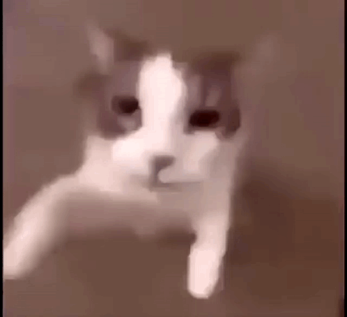 A Close Up Of A Gray And White Cat 'S Face With A Blurred Background . GIF