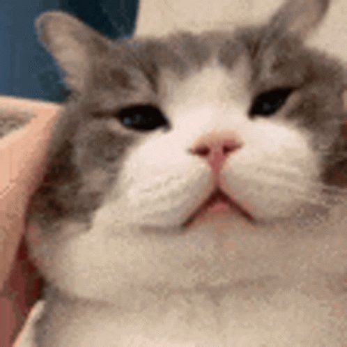 A Close Up Of A Gray And White Cat 'S Face With A Person Holding It . GIF