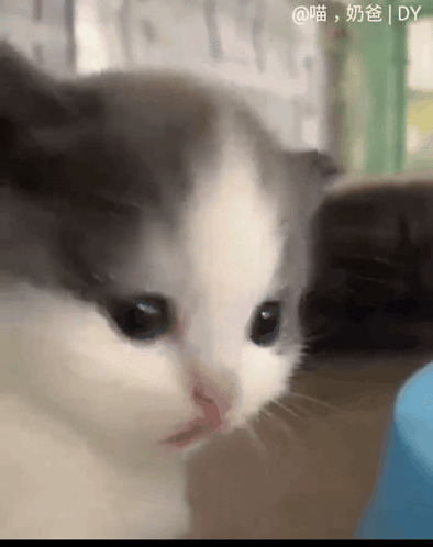 A Close Up Of A Gray And White Cat With Chinese Writing GIF
