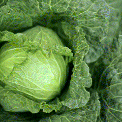 A Close Up Of A Green Cabbage Head GIF