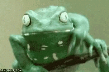 A Close Up Of A Green Frog Sitting On A Tree Branch . GIF