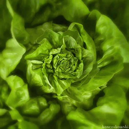 A Close Up Of A Green Lettuce Leaf With The Name Konczakowski On The Bottom GIF
