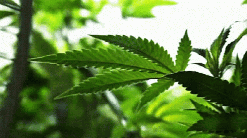 A Close Up Of A Green Marijuana Leaf With A White Background GIF