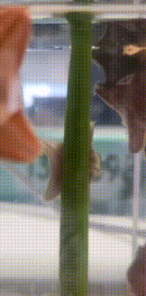 A Close Up Of A Green Pole With A Blurred Background Of A Building GIF