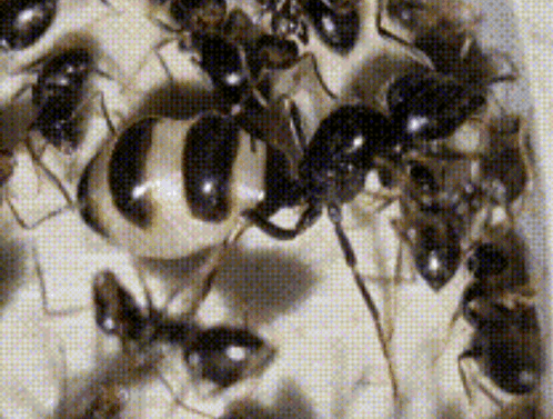 A Close Up Of A Group Of Black Ants GIF