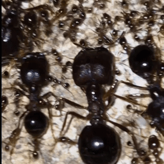 A Close Up Of A Group Of Black Ants On A Surface . GIF