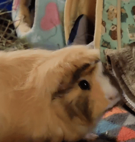 a close up of a guinea pig laying on a rug